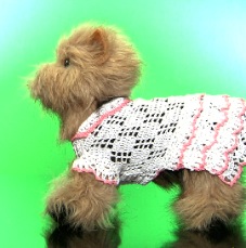 Lapdog Jackets